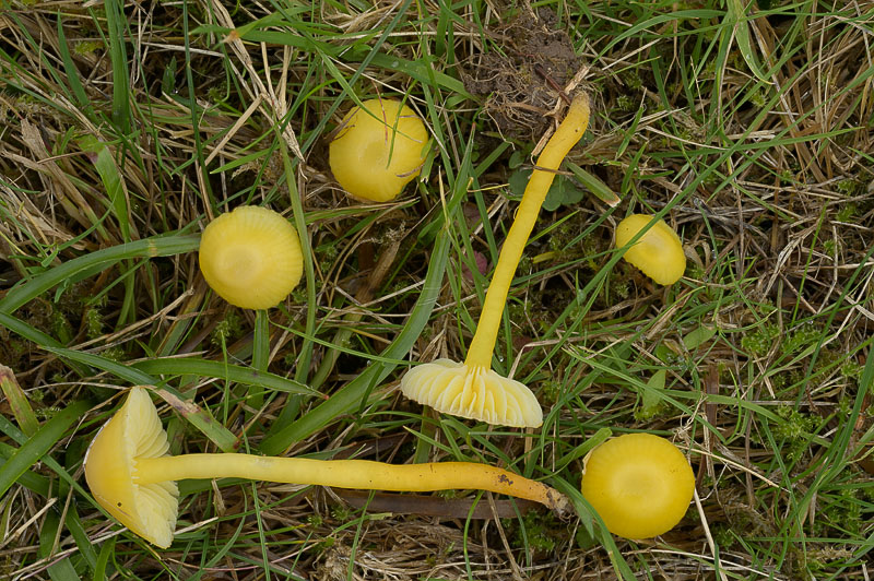 Hygrocybe insipida